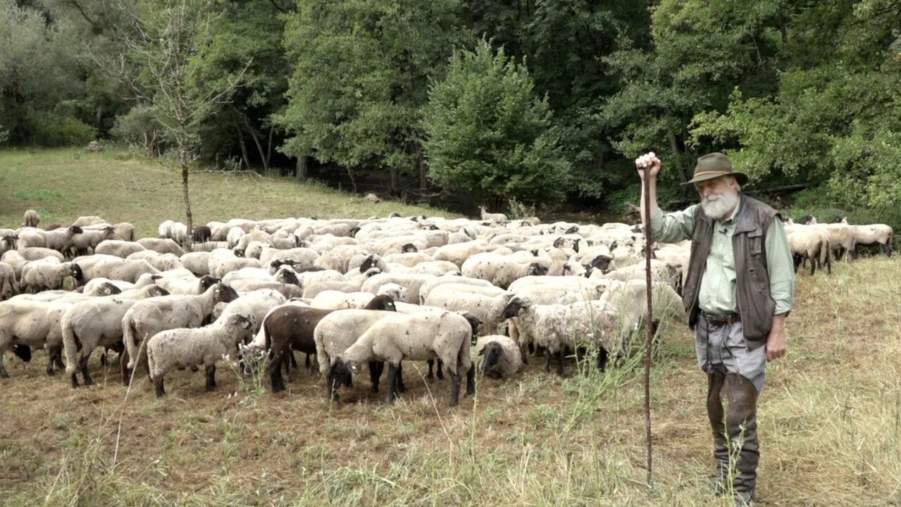 Пастух е. Пастух. пастух чабан. пастух с овцами. пастух пасет овец.
