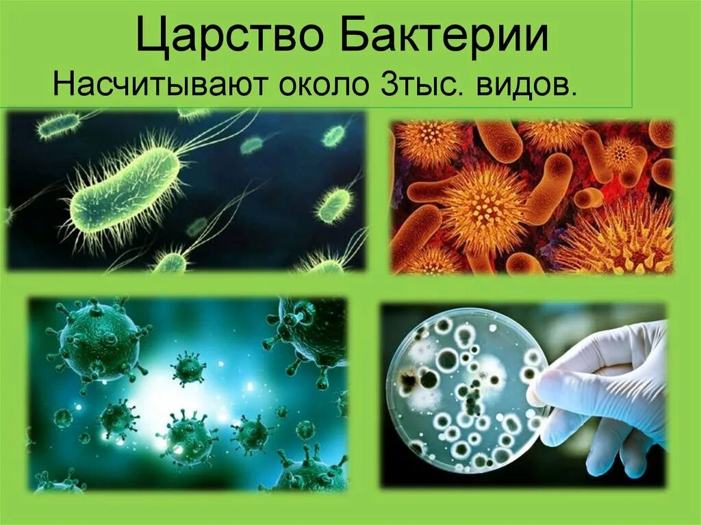 Презентация многообразие бактерий и вирусов. Царство бактерий 3 класс. Царство бактерий 3 класс окружающий мир. Биология царство бактерий. Царства живой природы бактерии.