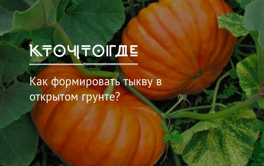 Как прищипнуть тыкву. Формировать тыкву в открытом. формирование тыквы в открытом. формируем тыкву в открытом грунте. тыква формирование плетей.