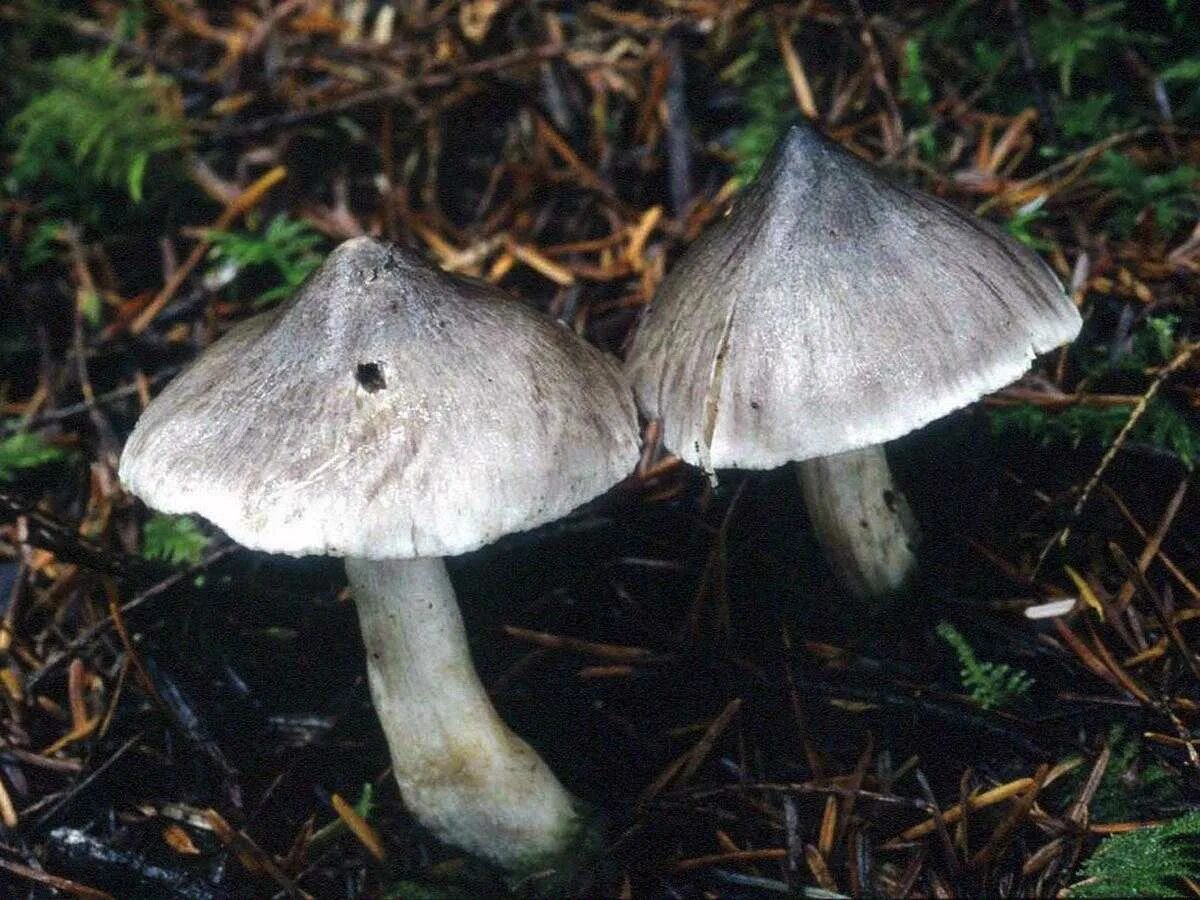 Рядовки серушки. Рядовка заостренная Tricholoma virgatum.. Гриб рядовка опенковидная. Рядовка серая заостренная.