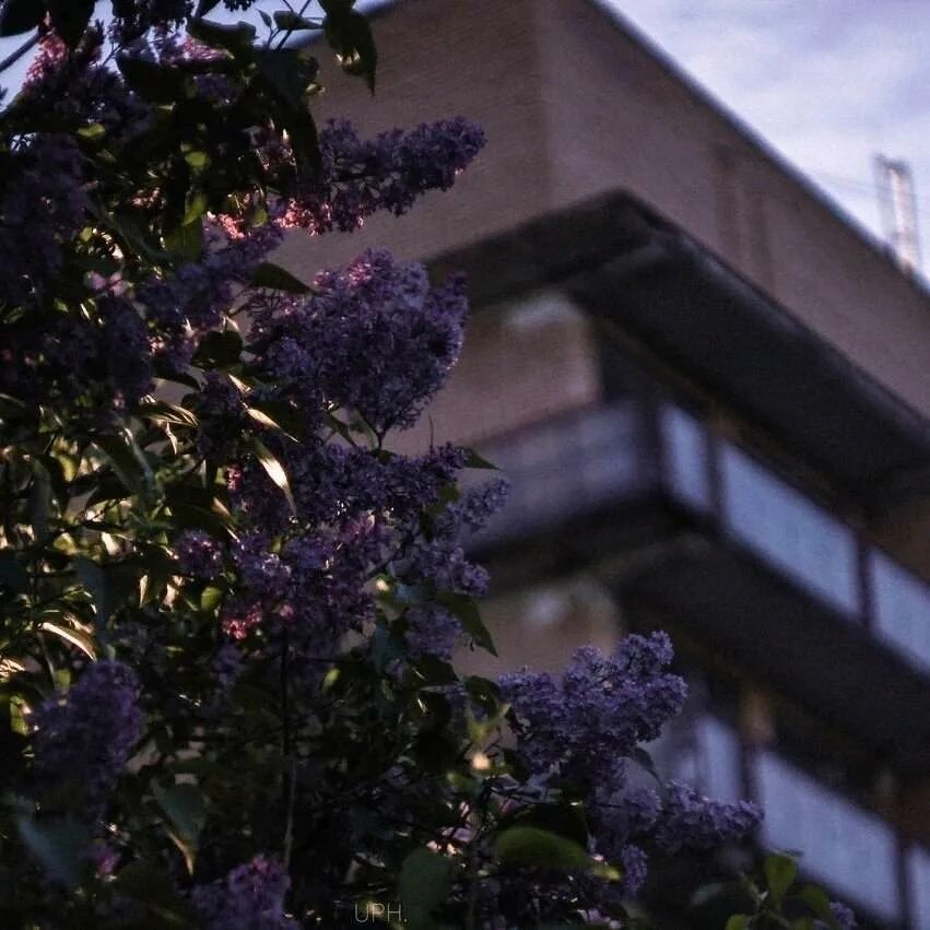 Цветы эстетика. Z эстетика. Лето эстетика. Мая эстетик. Эстетика мая.