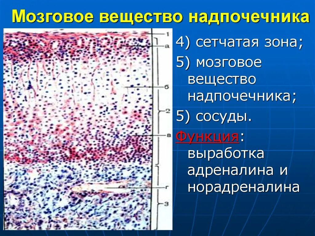 Зоны надпочечников гистология. Мозговое вещество надпочечников гистология. Гистологическое строение мозгового вещества надпочечников. Хромаффинные клетки надпочечников гистология.