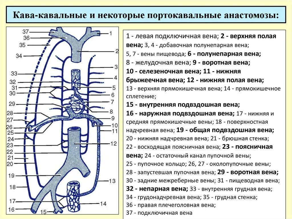 Клапаны нижней полой вены. Схема формирования прямокишечного венозного анастомоза. Кавакавальные анастомозы схема. Система анастомозов воротной вены. Порто-кавальный анастомоз схема.