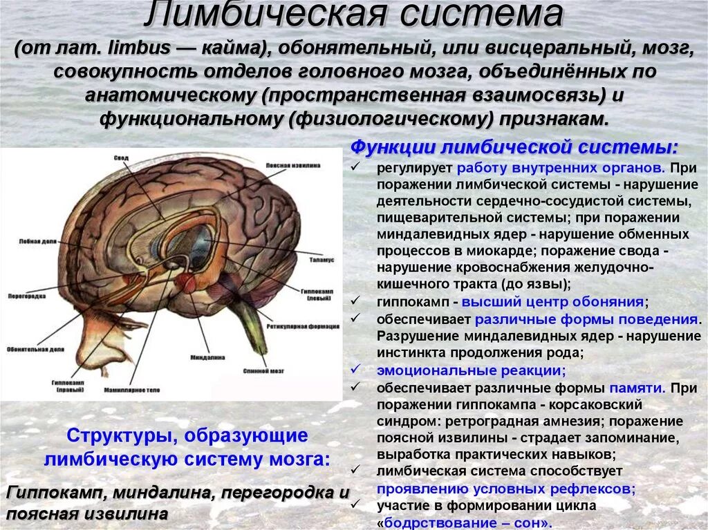 Подкорковые поражения мозга. Обонятельный мозг и лимбическая система. Лимбическая система головного мозга физиология. Лимбическая система висцеральный мозг. Функции структур лимбической системы.