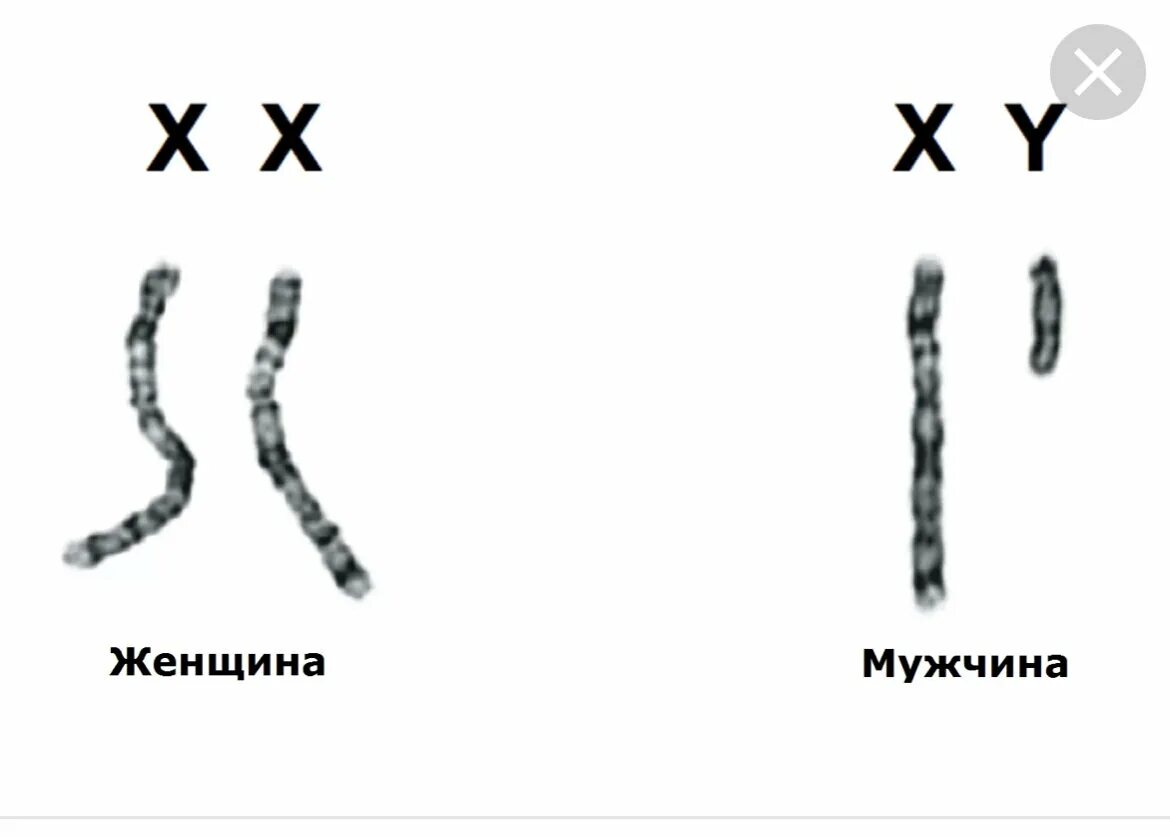 Содержит x и y хромосомы. Xy хромосомы и xx хромосомы. мужские и женские хромосомы xx xy. икс хромосома и игрек хромосома. женские хромосомы.