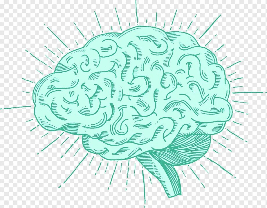 Мозг картинки для презентации. Мозг без фона. Мозг вектор. Мозг рисунок.