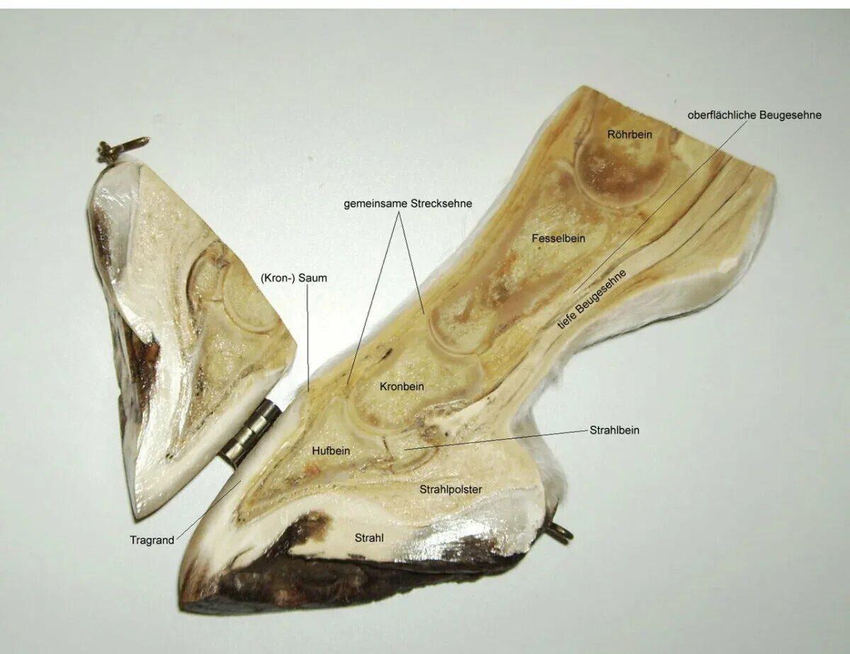 Сагиттальный разрез копыта лошади. Лошадиное копыто в разрезе. Копытный рог