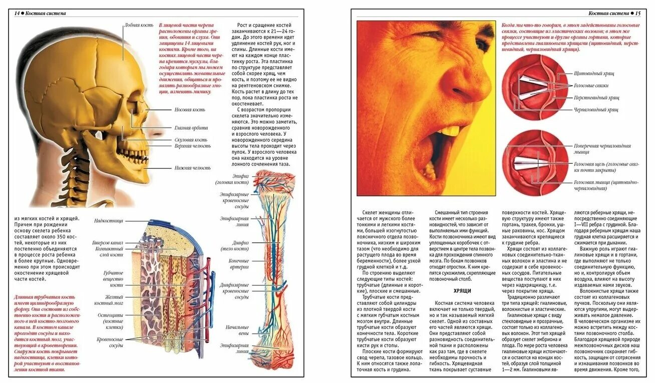 строение человекаскилет. анатомический атлас харвест. строение и функции опорно-двигательной системы. анатомический атлас. человек основы строения.