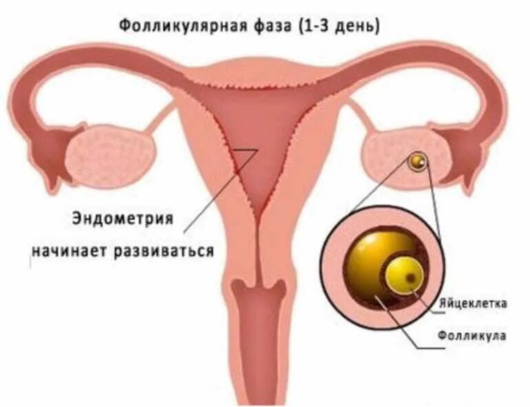 Фолликулярная фаза менструационного. Фазы менструационного цикла. Фолликулярная фаза цикла. Лютеиновая фаза овариального цикла. Фолликул фаза