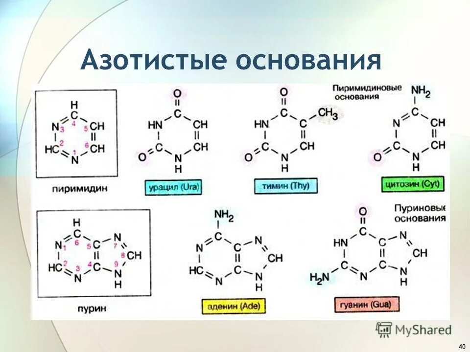 Азотистое основание рибоза остаток. Схема азотистых оснований в ДНК. Формулы пуриновых и пиримидиновых. Азотистые основания ДНК И РНК формулы. Формулы пуриновых азотистых оснований.