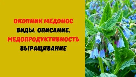 Окопник польза и вред