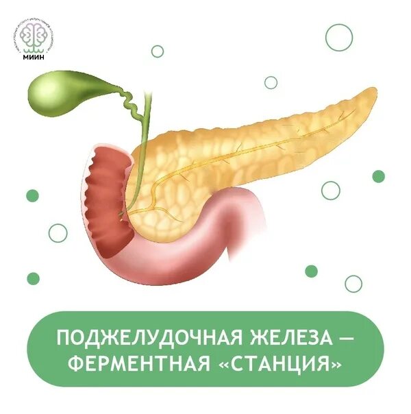 Кофе для печени и поджелудочной. Здоровая поджелудочная железа. Поджелудочная рисунок.