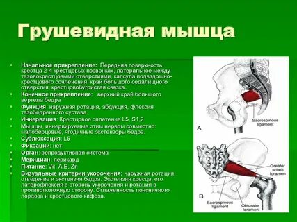 Седалищная болезнь