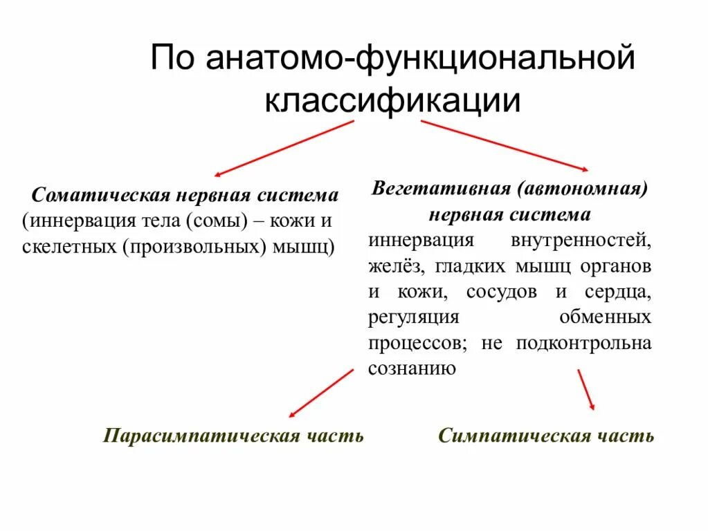 Анатомо-функциональная классификация нервной системы. Функционалтная коассификачция неивной система. Классификация вегетативной нервной системы. Функциональная классификация нерва.