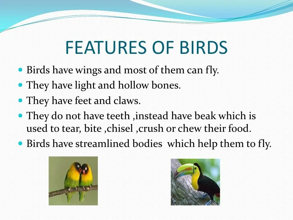 Birds has got. Стих Birds have. Birds have Wings стих. Birds had a Wings перевод. Those Birds have или has.