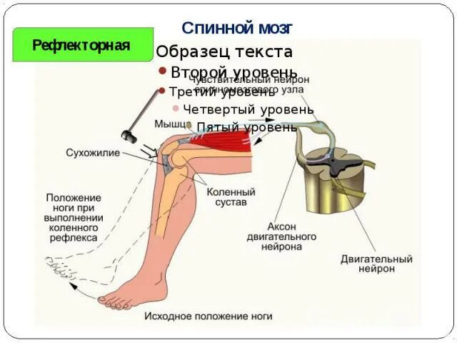 Спинной мозг и схема коленного рефлекса. Схема коленного рефлекса 8 класс биология. Коленный рефлекс спинного мозга. Коленный рефлекс таблица.