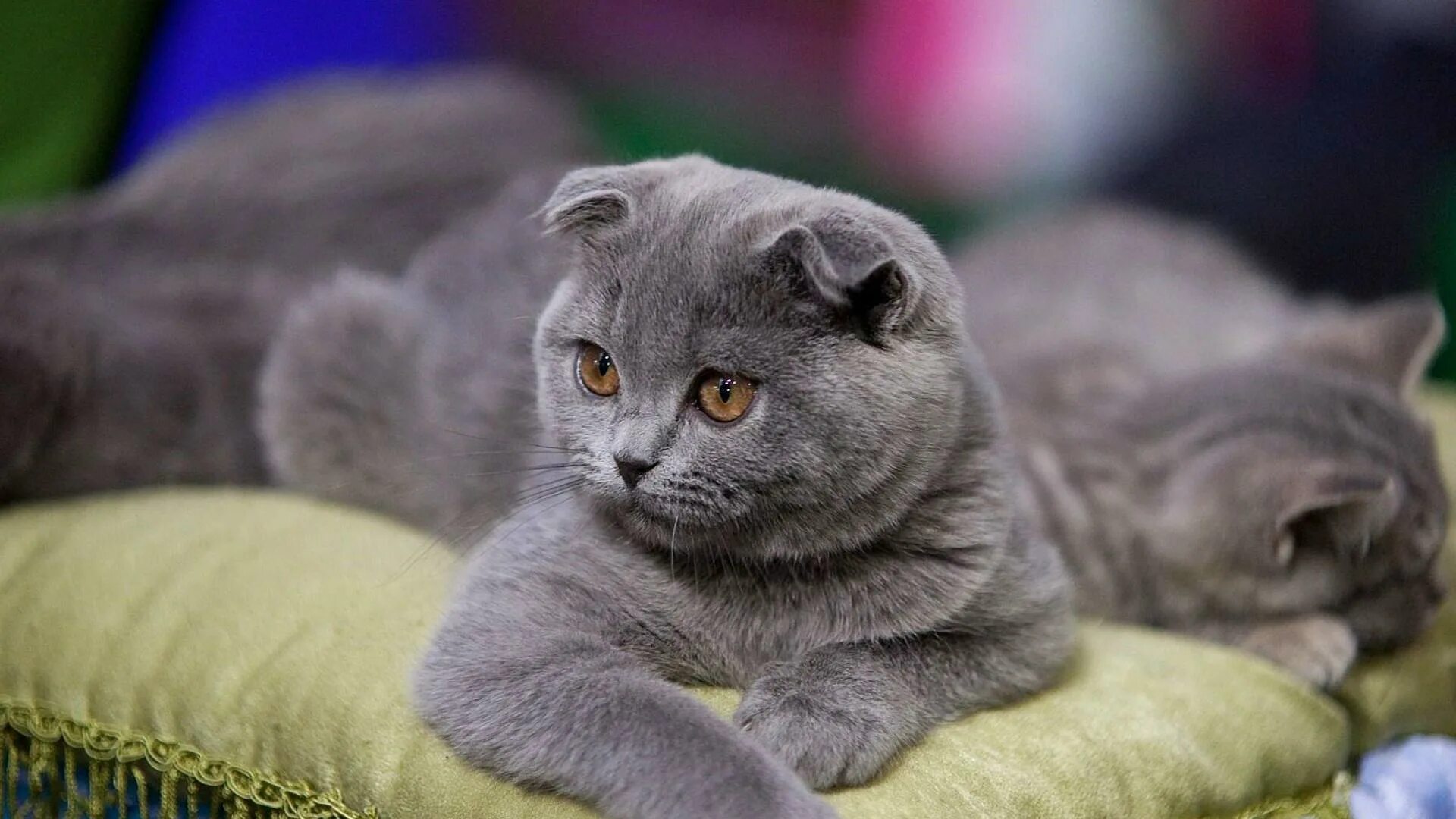 Фото вислоухих. Шотландская вислоухая кошка. Британский скоттиш фолд. Скоттиш фолд британец вислоухий. Шотландские коты скоттиш фолд.