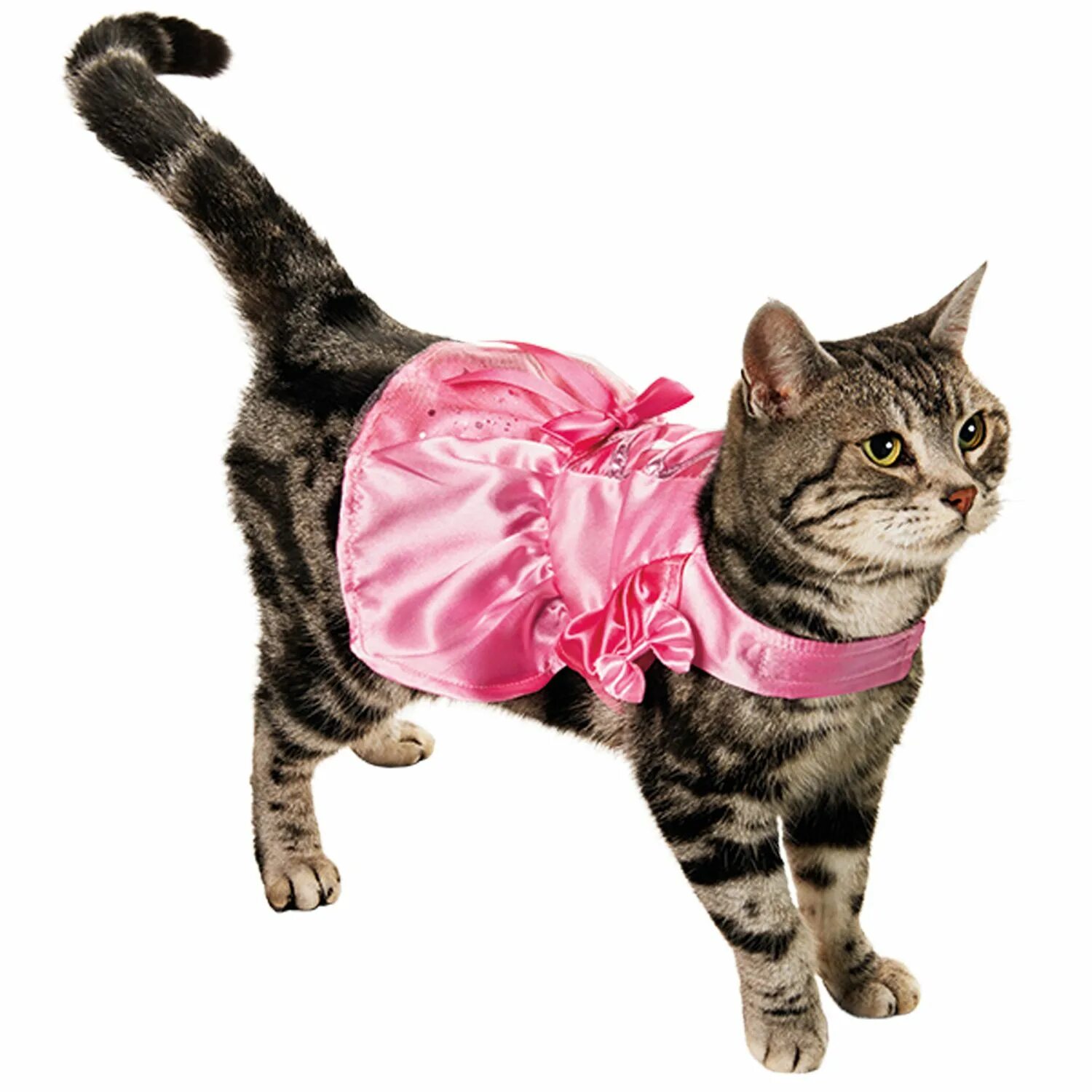 Кошечка с одеждой. Красивая одежда для кошек. Костюм кошки. Котята в одежде. Красивые котята в одежде.