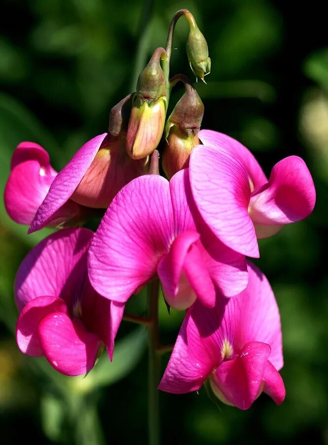 Cytisus scoparius растение. Чина (lathyrus). Чина клубневая (lathyrus tuberosus l). Растение бобовое розовое. Долихос вьющаяся сирень.