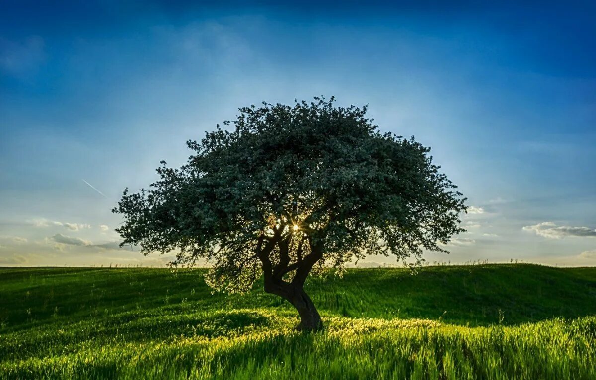 Красивое дерево. Одинокое дерево. Одинокое дерево в поле. Одинокие деревья в поле.