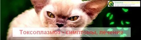 Токсоплазмоз симптомы фото
