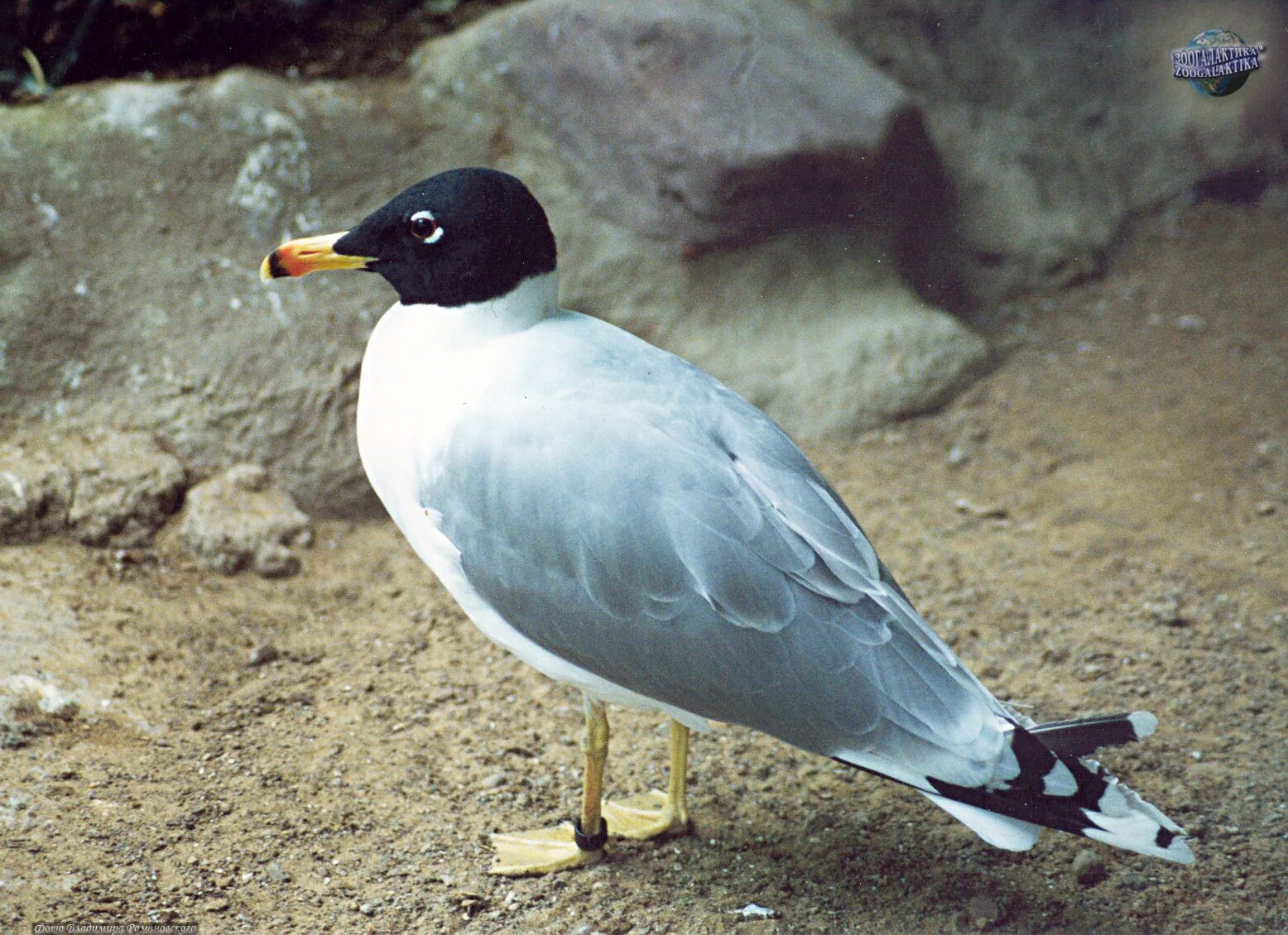 Фото черноголового. Черноголовый хохотун Чайка. Черноголовый хохотун (Larus ichthyaetus). Черноголовая хохотунья. Черноголовая Чайка хохотун красная книга.