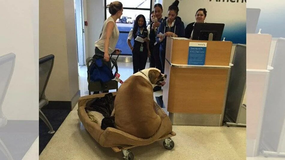 Победа перевозка животных. Крупные собаки в аэропорту. Животные в аэропорту. Собака в самолете. Кресло для собаки.