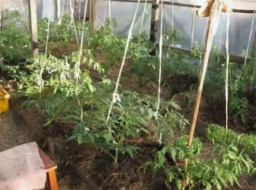 Подвязка томатов в теплице из поликарбоната способы. Подвязка помидор индетерминантные. подпорки для томатов в теплице. подвязать томаты в теплице. подвязать помидоры в теплице.