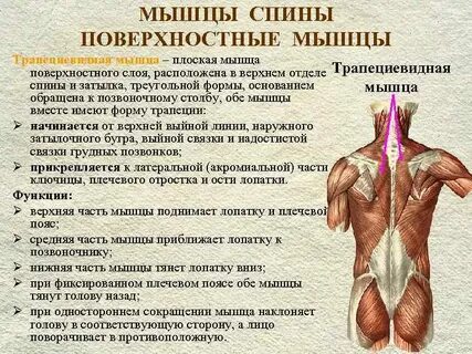 Нижний отдел туловища