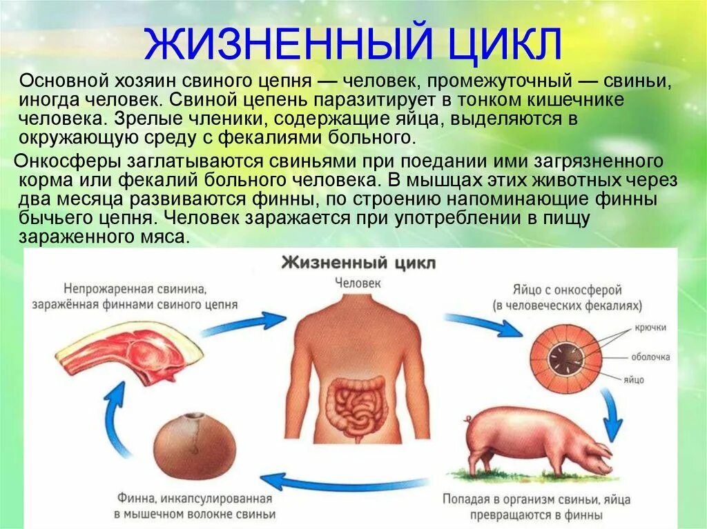 Ленточные черви жизненный цикл свиного цепня. ЖЦ свиного цепня. Жизненный цикл свиного цепня. Ленточный червь жизненный цикл ЕГЭ. Яйцо с онкосферой