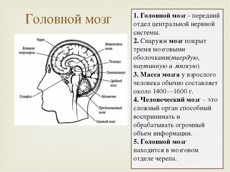 Отделы головного мозга и их функции. Структура и функции головного мозга схема. Функции отделов головного мозга схема. Отделы головного мозга схема ЕГЭ. Отделы головного мозга ЕГЭ таблица.