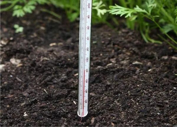 Какая температура воздуха в теплице. Термометр почвенный. Градусник для почвы. Термометр для рассады. Измерение температуры почвы.