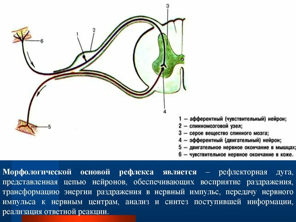 Спинномозговой чувствительный узел