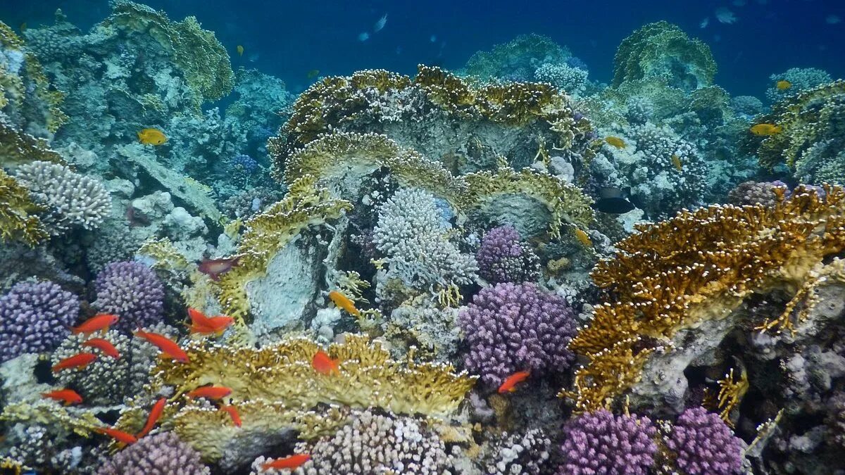 Коралловые рифы в хургаде. Панорама риф Сафага. Коралловый риф Хургада. Шарм -Эль-Нага коралловый риф. Рифы в Хургаде.