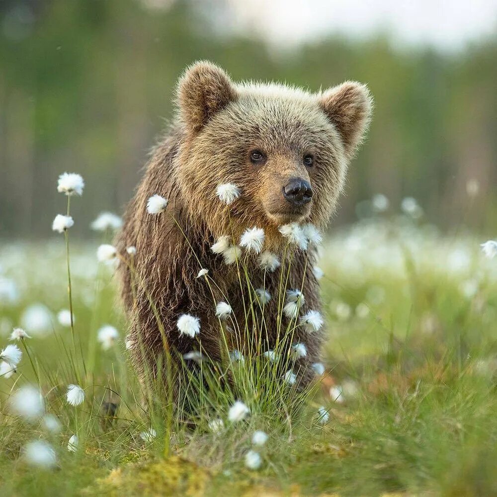 Медвежонок. Медвеженок. Милый медведь. Картинка маленького мишки