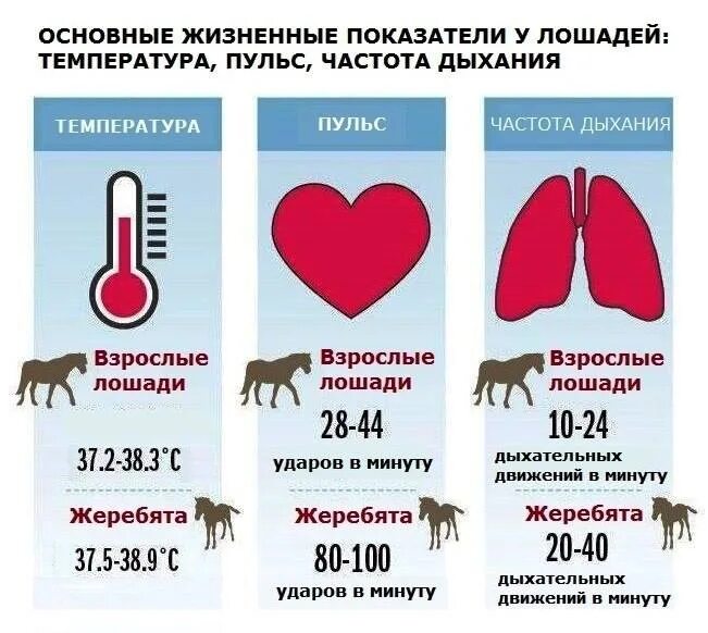 Температура сердца. Температура лошади в норме. температура тела лошади норма. нормальная температура у лошади. пульс лошади в норме.