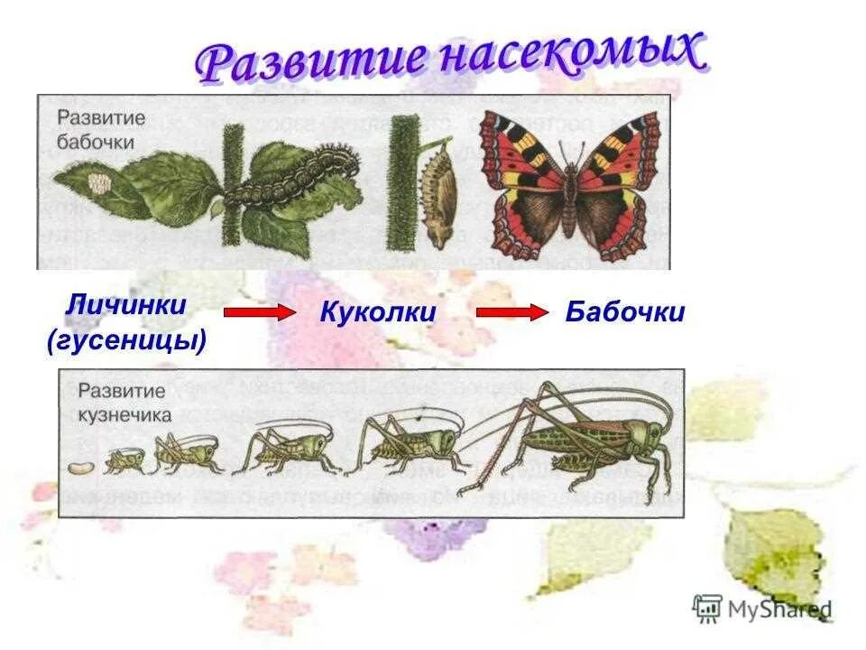 Развитие бабочки схема. Размножение и развитие насекомых 3 класс. Модель развития животных. Размножение и развитие животных 3 класс. Модель развития животных 3 класс.