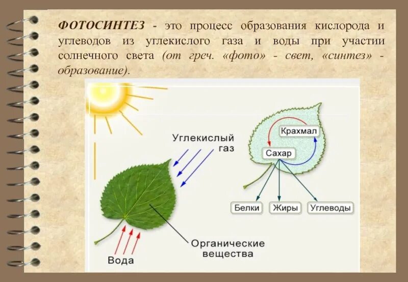 Нужен ли свет при фотосинтезе. Ajnjcbyntp 6 rkfc ,bjkjubz. Схема фотосинтеза у растений. Схема фотосинтеза 8 класс биология. Фотосинтез у растений 2 класс.