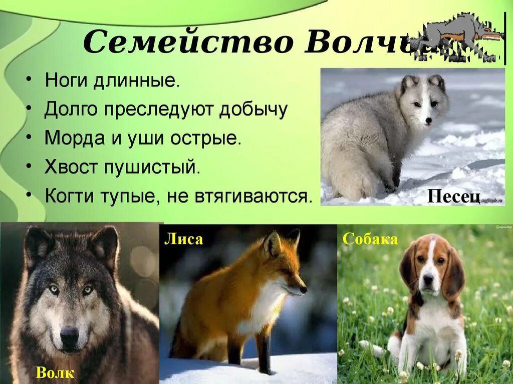 Собака относится к млекопитающим
