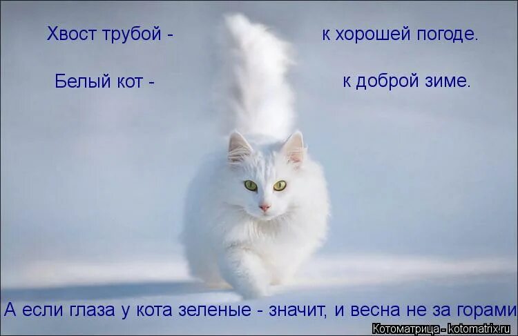 Коту под хвост значение фразеологизма. Кот с хвостом. Коту под хвост фразеологизм. Стихи про котов. Коту под хвост фразеологизм.