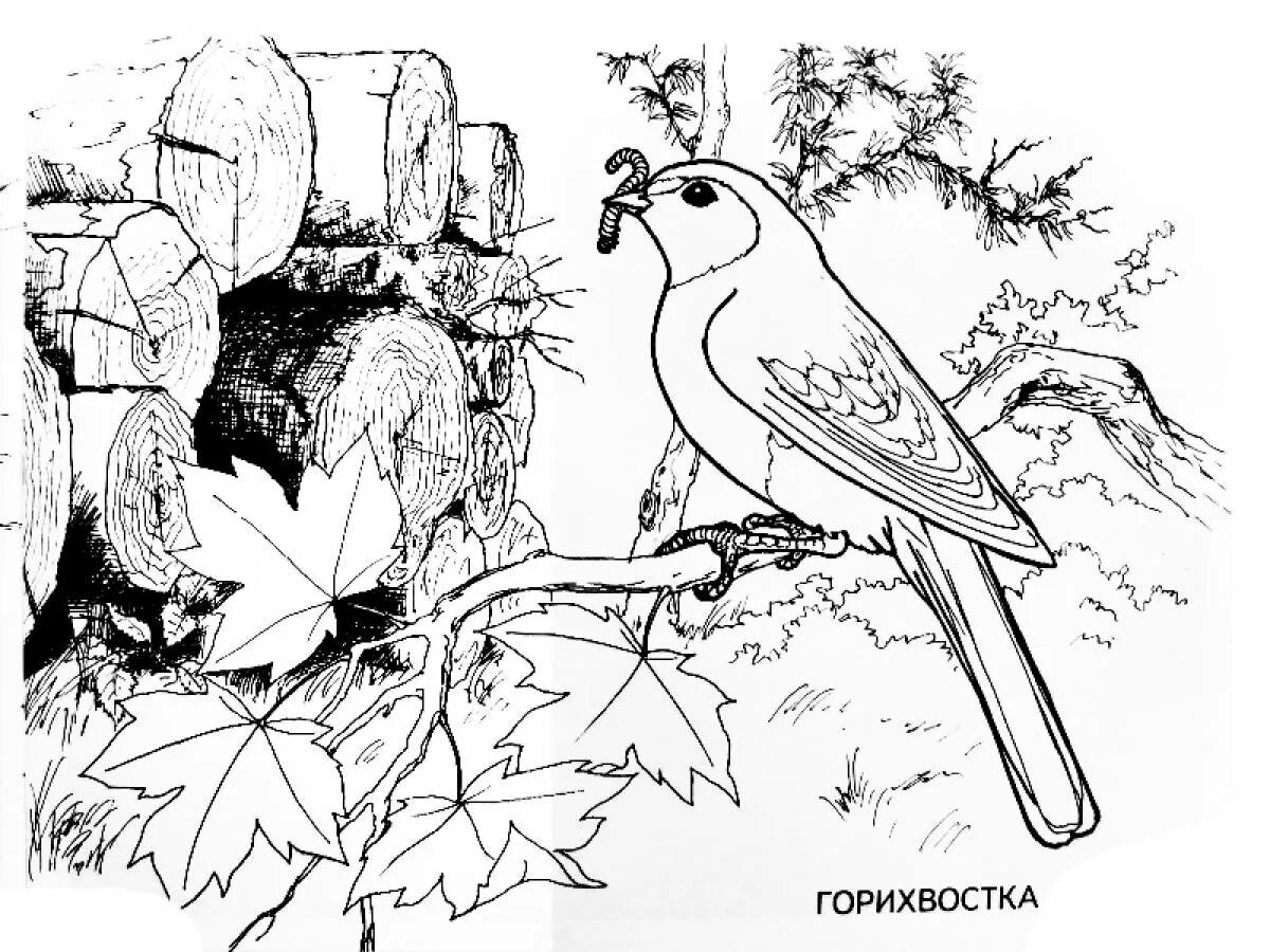 Раскраска &quot;перелетные птицы&quot;. Раскраска перелент ные птицв. Перелетные птицы раскраска для детей. Перелётные птицы картинки для детей раскраски