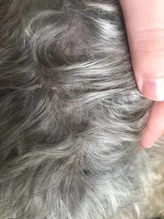 Перхоть у кота на спине около хвоста