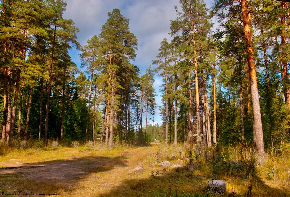 горный сосняк ульяновск. сосняк разнотравный. угрюм река фото реки. сосновый бор костромская область. острогожское лесничество.