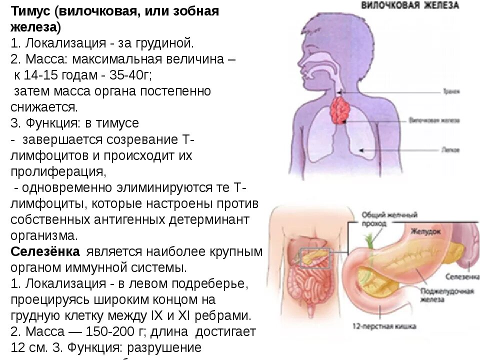 Тимус вилочковая железа функции. Тимус вилочковая железа локализация. Вилочковая, или зобная железа (тимус). Заболевания вилочковой железы.