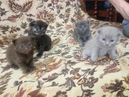 Вислоухие котята 2 недели