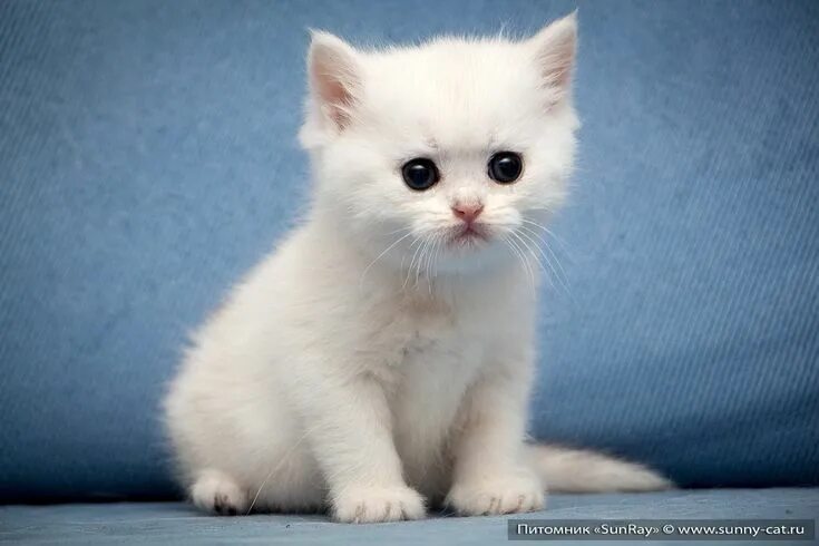 378 благородных имен и кличек для кошек - русский алфавит British shorthair kitt