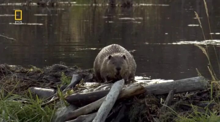 Бобр строит плотины видео. Бобровая плотина. Бобр плотина хатка. Бобры хатка. Обыкновенный бобр плотина.