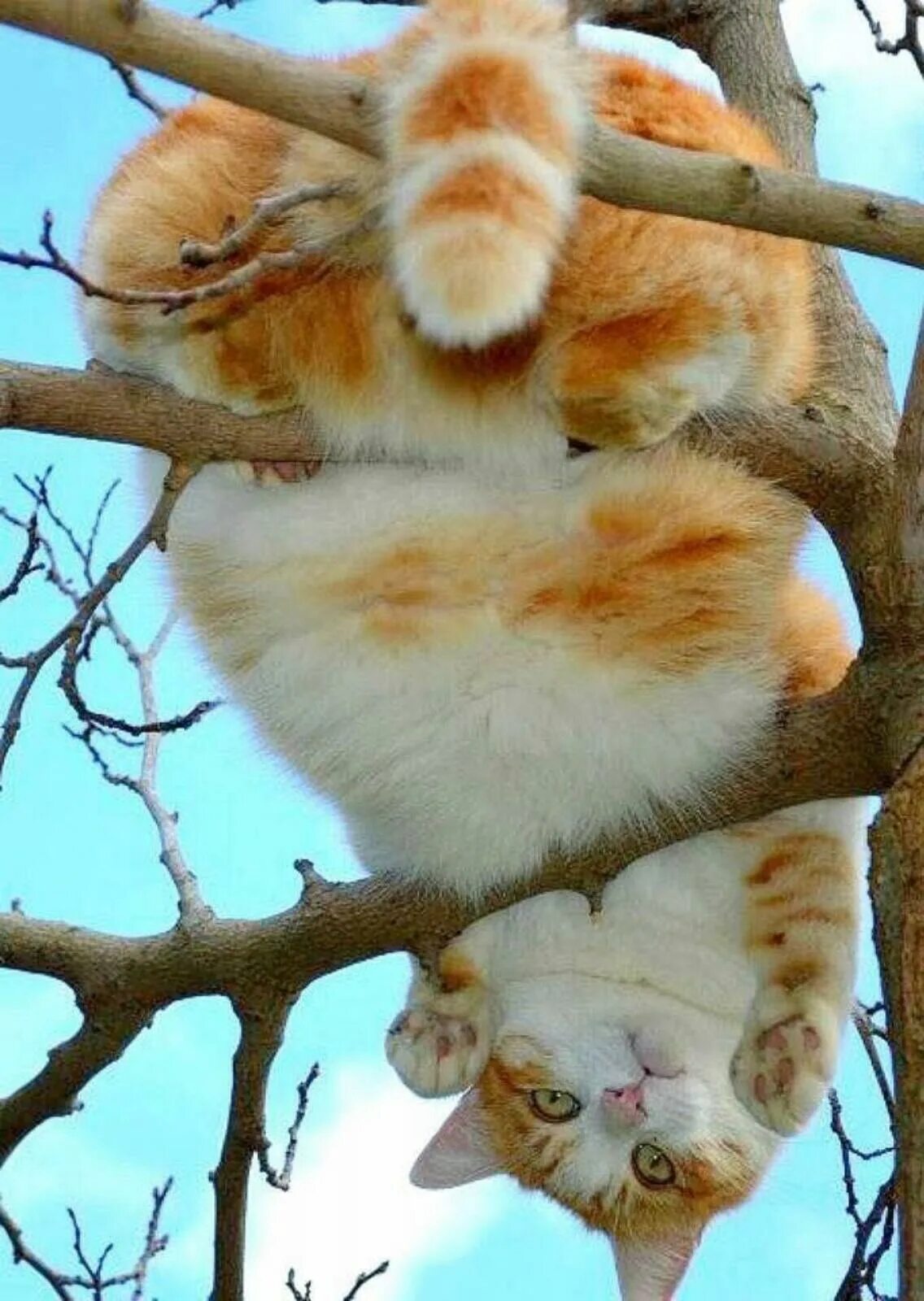 Кот на дереве. Кот д. Коты на деревьях. Смешное про весну.