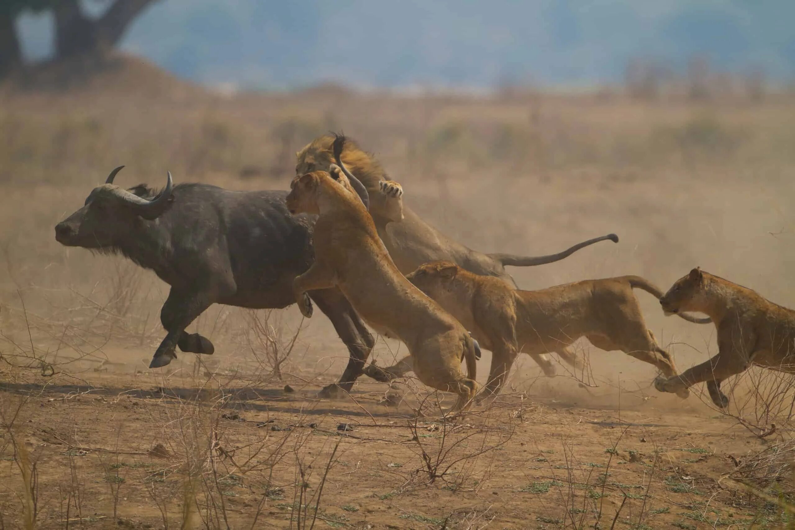 Лев гонится. Прайд Львов охота на буйволов. Охота Львов в дикой природе на буйволов. Охота диких гиен в дикой природе.
