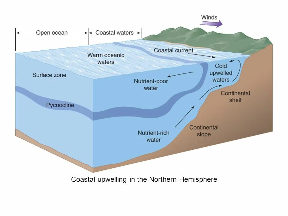 перуанский апвеллинг. апвеллинг и даунвеллинг. зоны апвеллинга в мировом океане. апвеллинг схема. прибрежный апвеллинг.